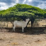 Donde la Tranquilidad Se Fusiona con la Ecosostenibilidad 